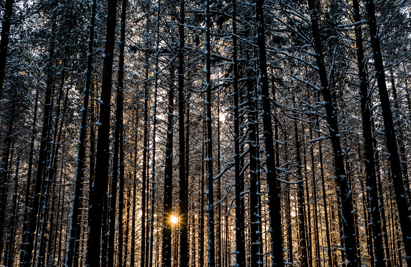Hälsingeskogen i vintersolen