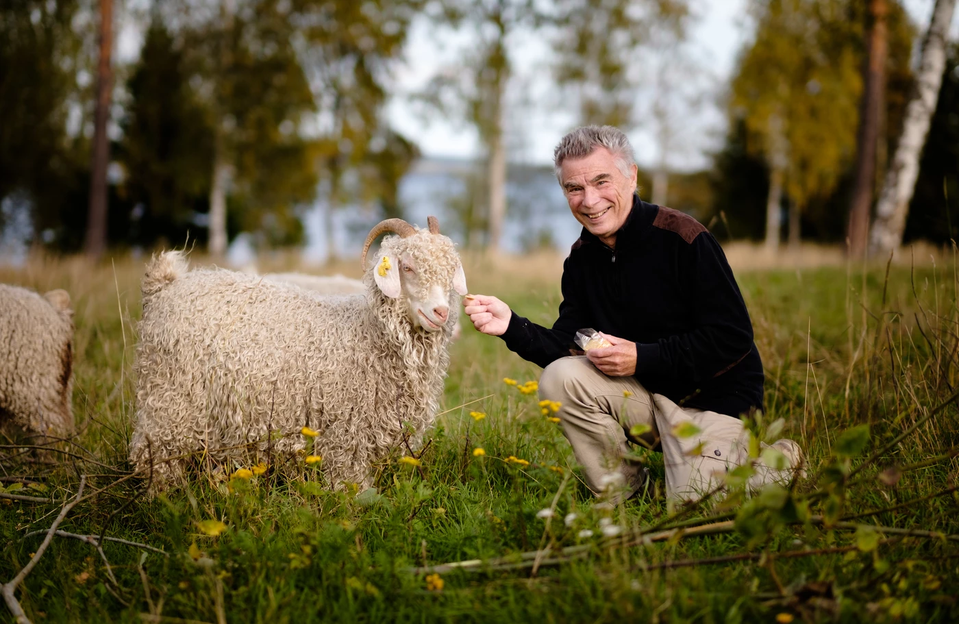 Kalle och fåren