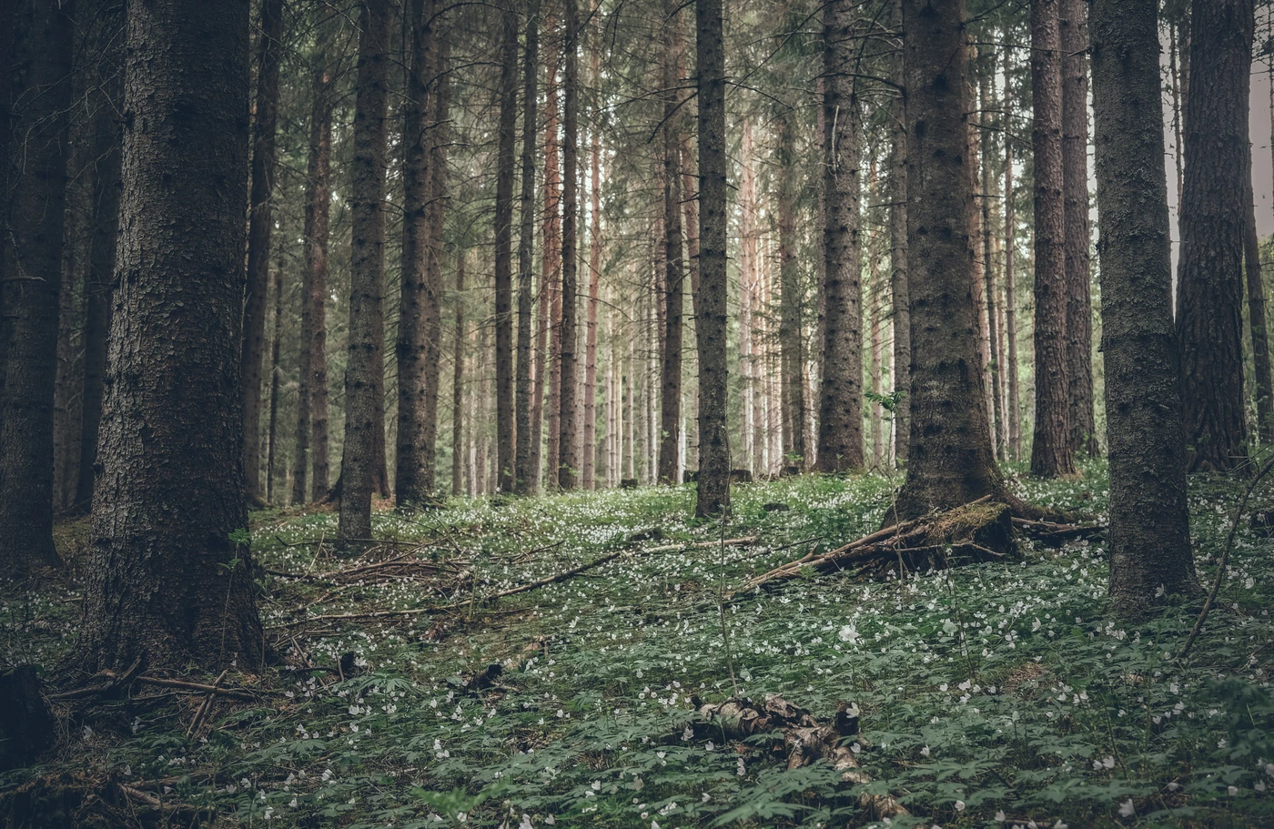 Vitsippor i Hälsingeskogen